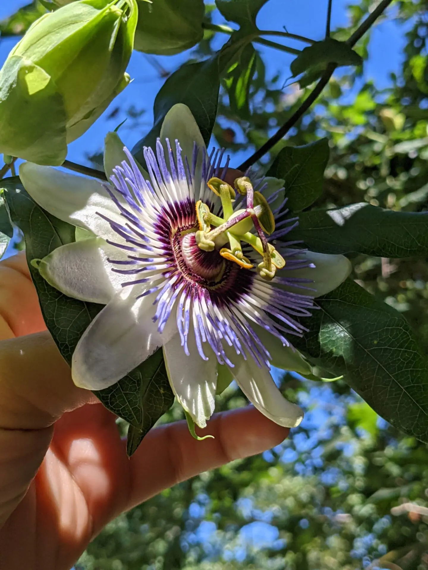 Discovering Herbal Allies
