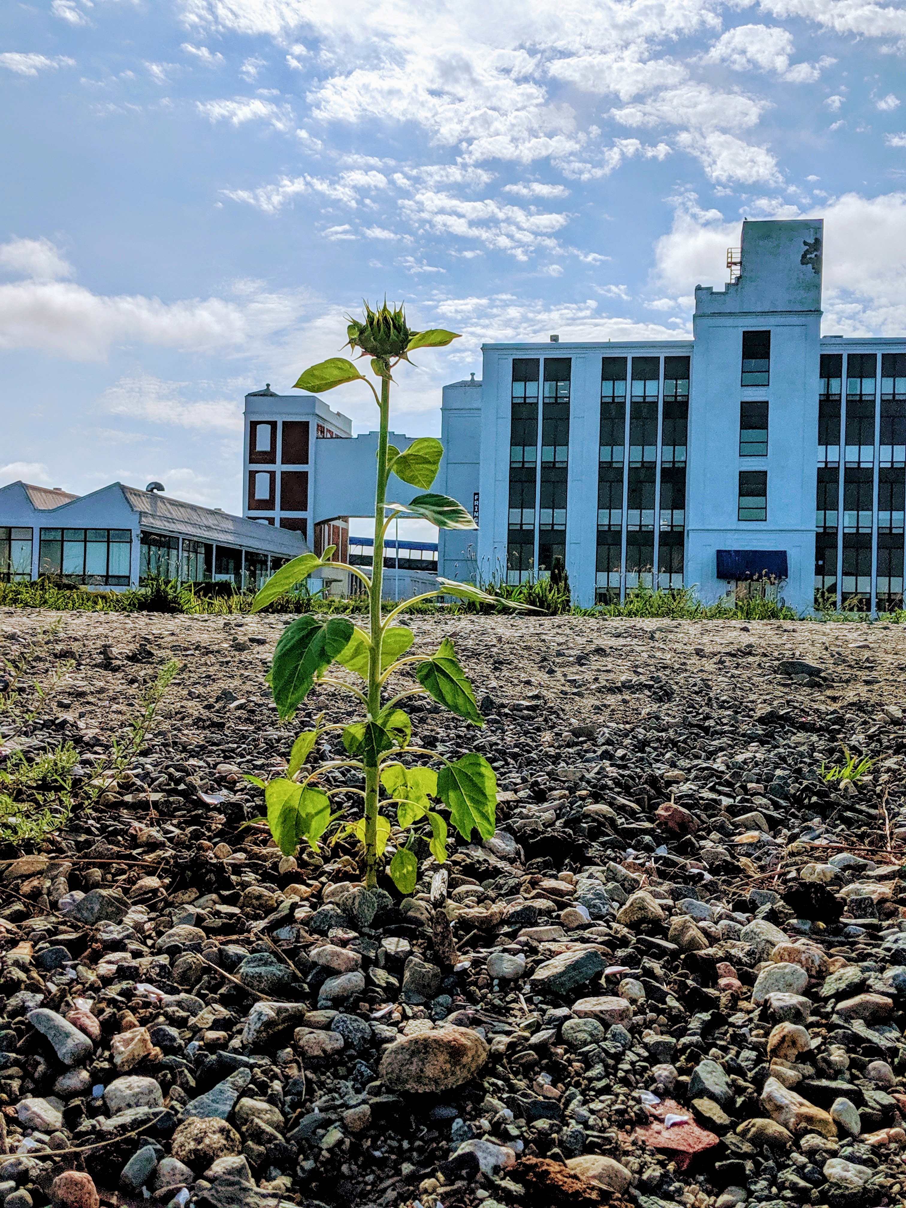 Connect with Nomadic Roots Herbal