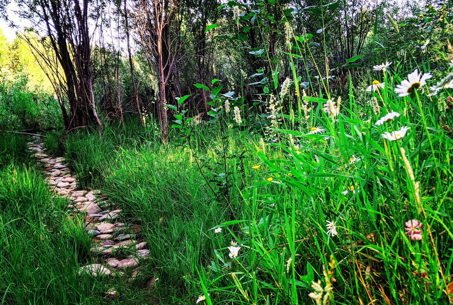LeAnna in the Woods - Nomadic Roots Herbal